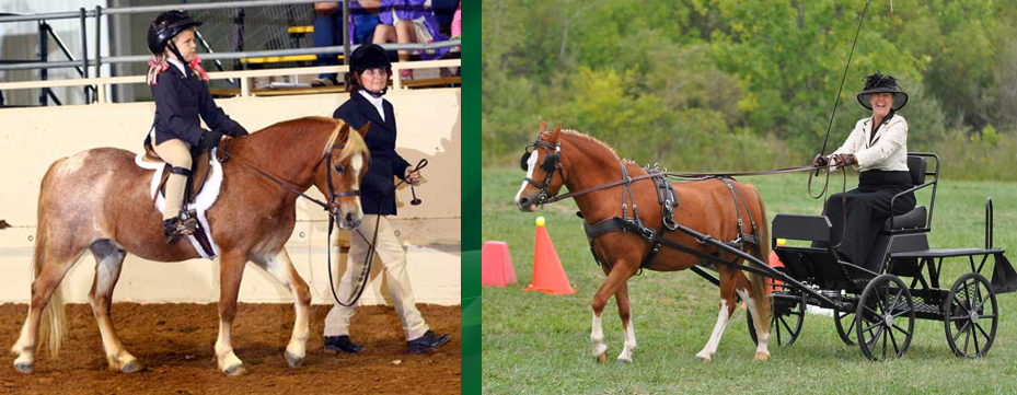 <p>A type of pony known for its versatility and strength.</p>