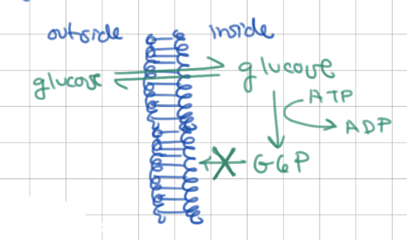 <p>glucose can easily move in/out of cell, diffuses based on equilibrium</p><p></p><p>1) phsophorylating glucose traps it inside</p><p>2) lots of phosphorylation of glucose → glucose concentration is low so more glucose diffuses into cell</p>