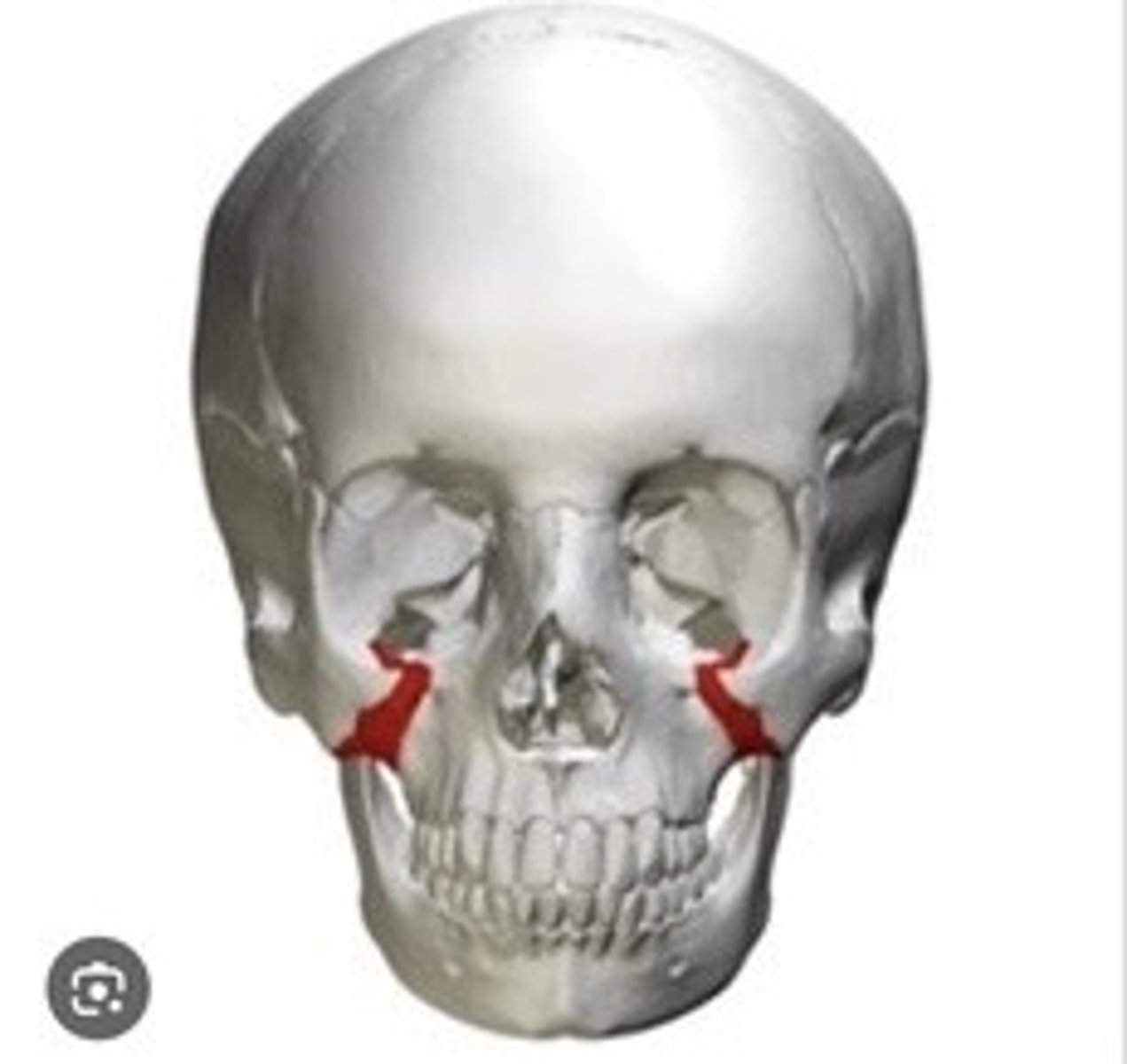 <p>Projection of the temporal bone forming cheekbone.</p>