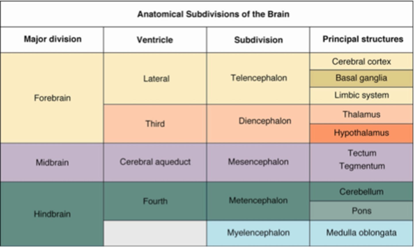 <p>hindbrain- medulla, pons, cerebellum</p><p>midbrain- RAS</p><p>forebrain- diencephalon, telencephalon (cerebral cortex)</p>
