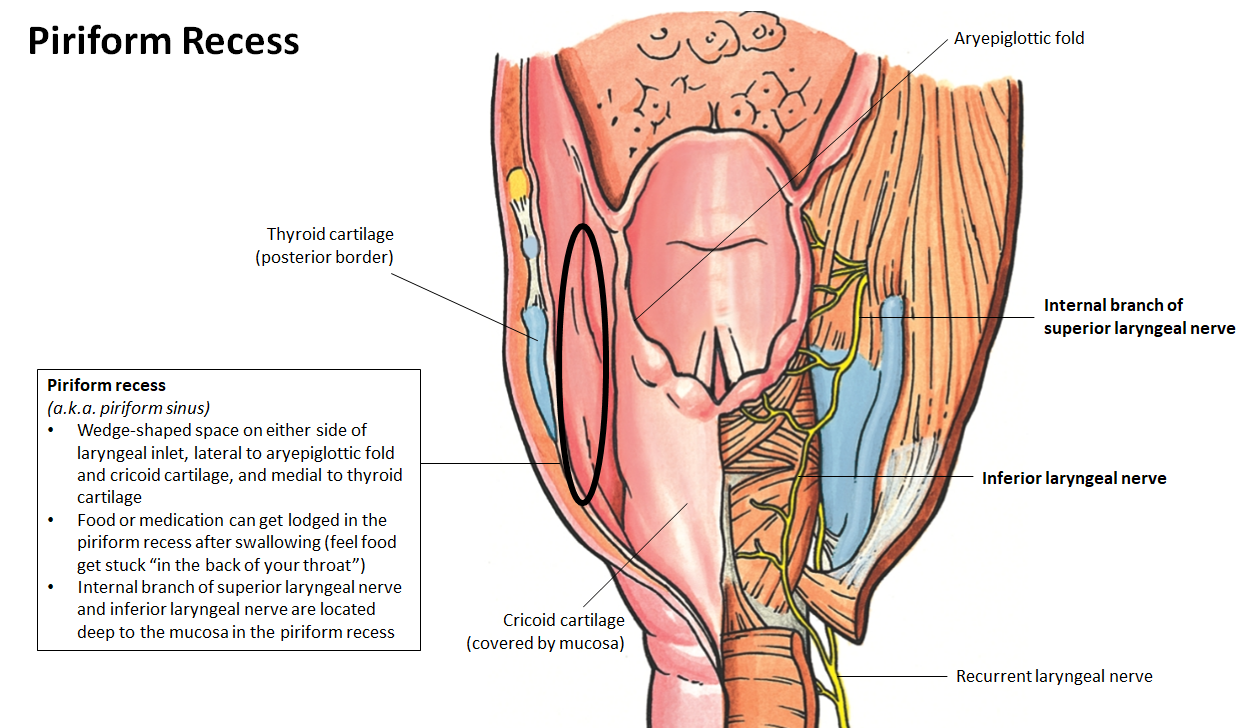 <p>Food or pills can lodge here after swallowing; <strong>internal</strong> and <strong>inferior laryngeal nerves</strong> lie deep to its mucosa and are at risk if injured.</p>