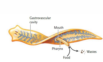 <p>single opening - both entrance and exit for food/undigested materials</p><p>digestion begins in gastrovascular cavity and is completed intracellularly</p>
