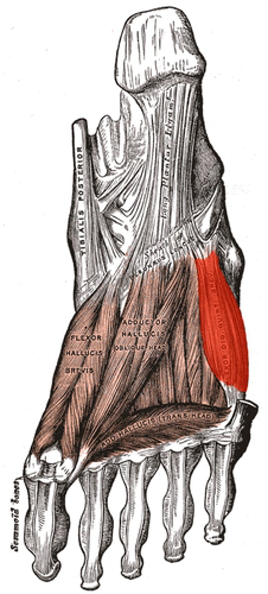 <p>3rd layer</p><p>A: flexion of little toe</p><p>N: lateral plantar</p>