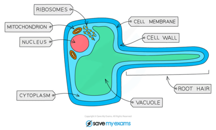 <p>root hair cells <br>-root hair that increases SA so rate of water uptake by osmosis is greater</p>