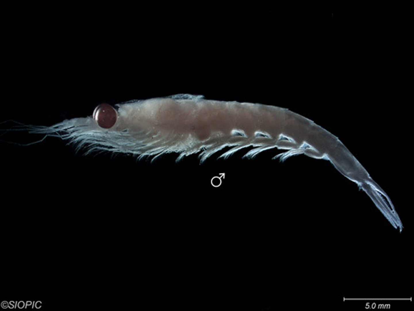 <p>What Phylum, Subphylum, Class, Order, and Genus is this animal in? What is its common name?</p>