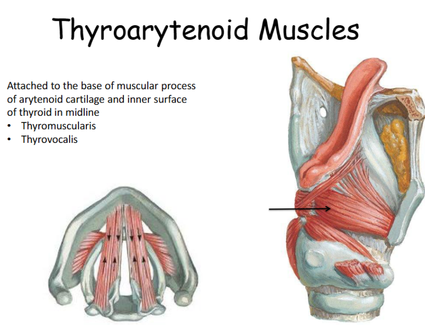 <p>Attached to the base of the muscular process of arytenoid cartilage and inner surface of thyroid in midline. </p>