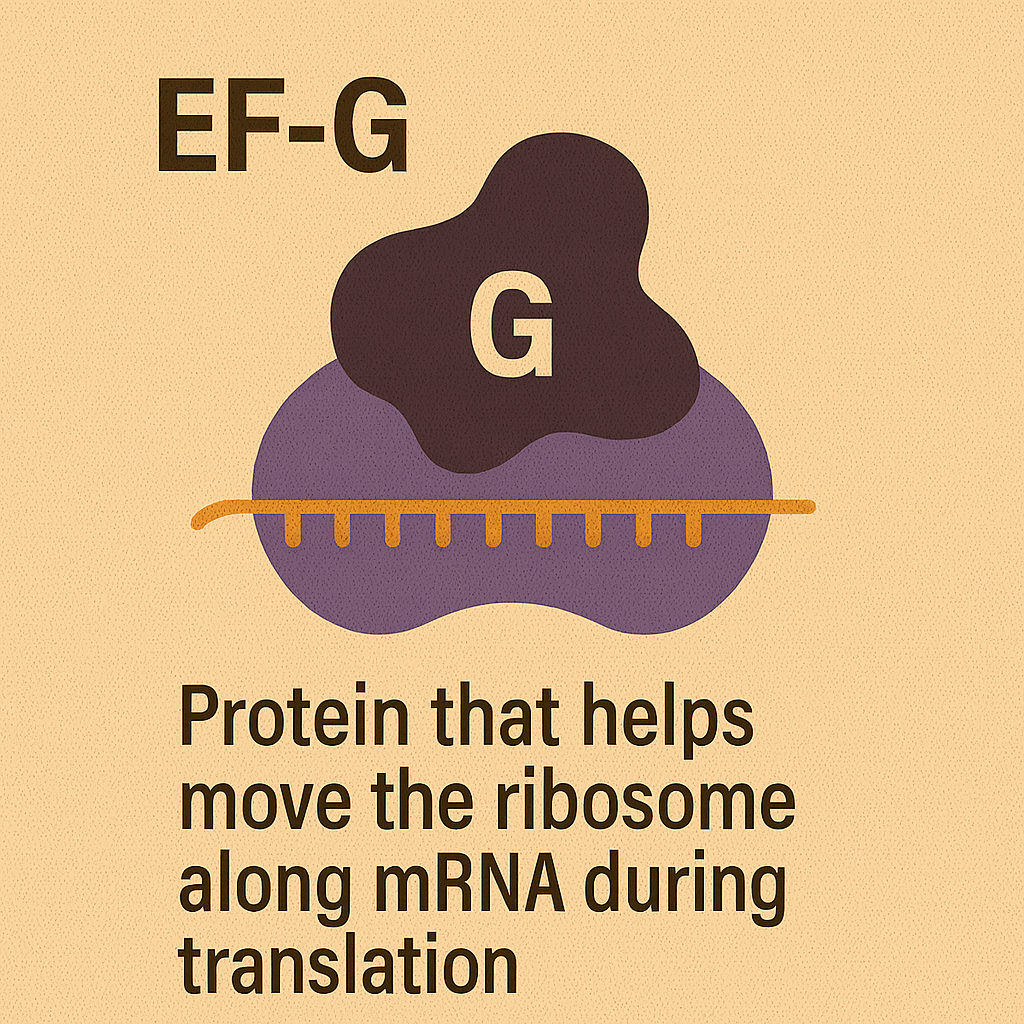<p>EF-G</p>