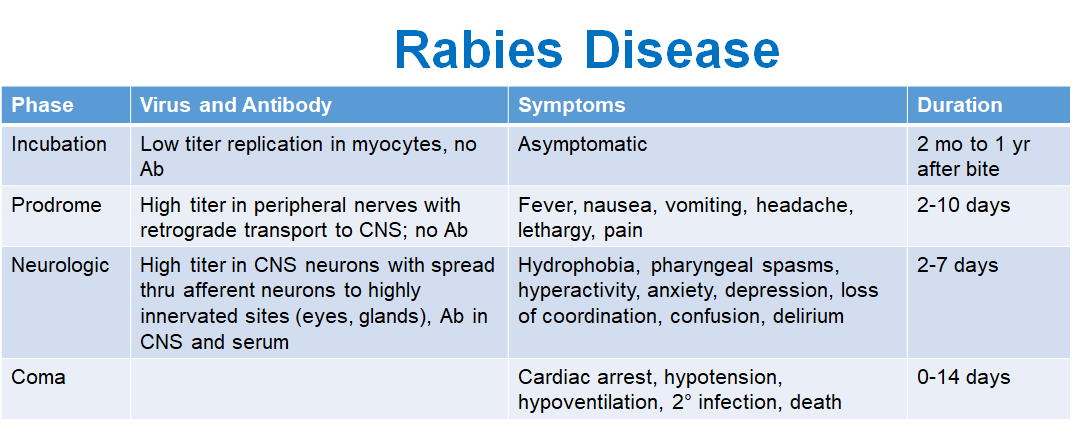 <p>Virus<strong> spreads in the CNS neurons and to highly innervated sites (eyes, glands).</strong> Antibodies are present in the CNS and serum. Symptoms include hydrophobia, pharyngeal spasms, hyperactivity, anxiety, depression, loss of coordination, confusion, and delirium.</p><p><br> <strong>Duration:</strong> 2-7 days.</p>