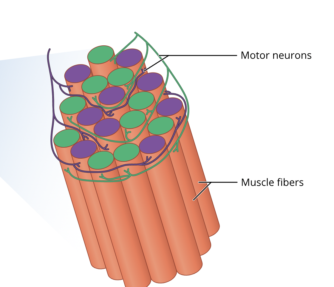 <p>How many motor units are shown here?</p>