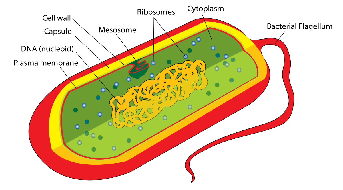 <p>A simple, single-celled organism that lacks a membrane-bound nucleus and specialized organelles.</p>