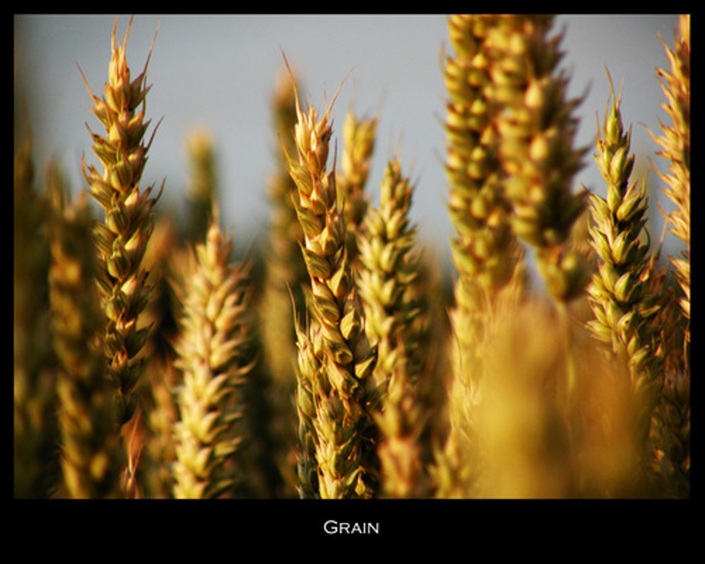 <p>-Grains to make bread and food</p><p>-Textiles (cloth)</p>