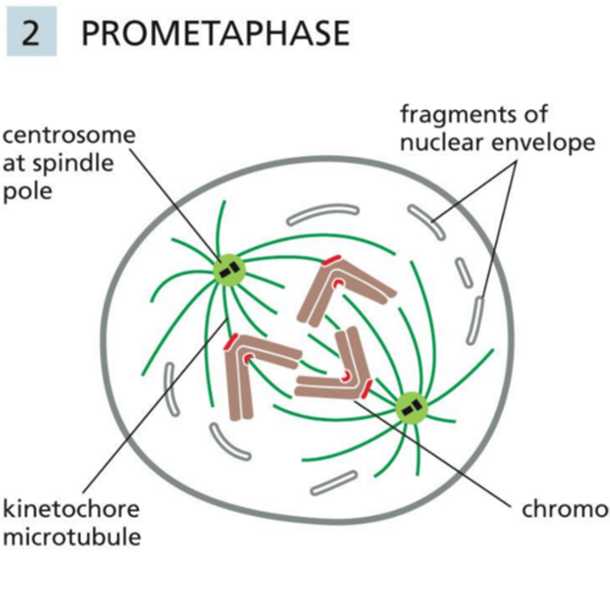 <p>Prometaphase</p>