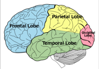 <p>auditory sensory information. key to being able to understand meaningful speech.</p>