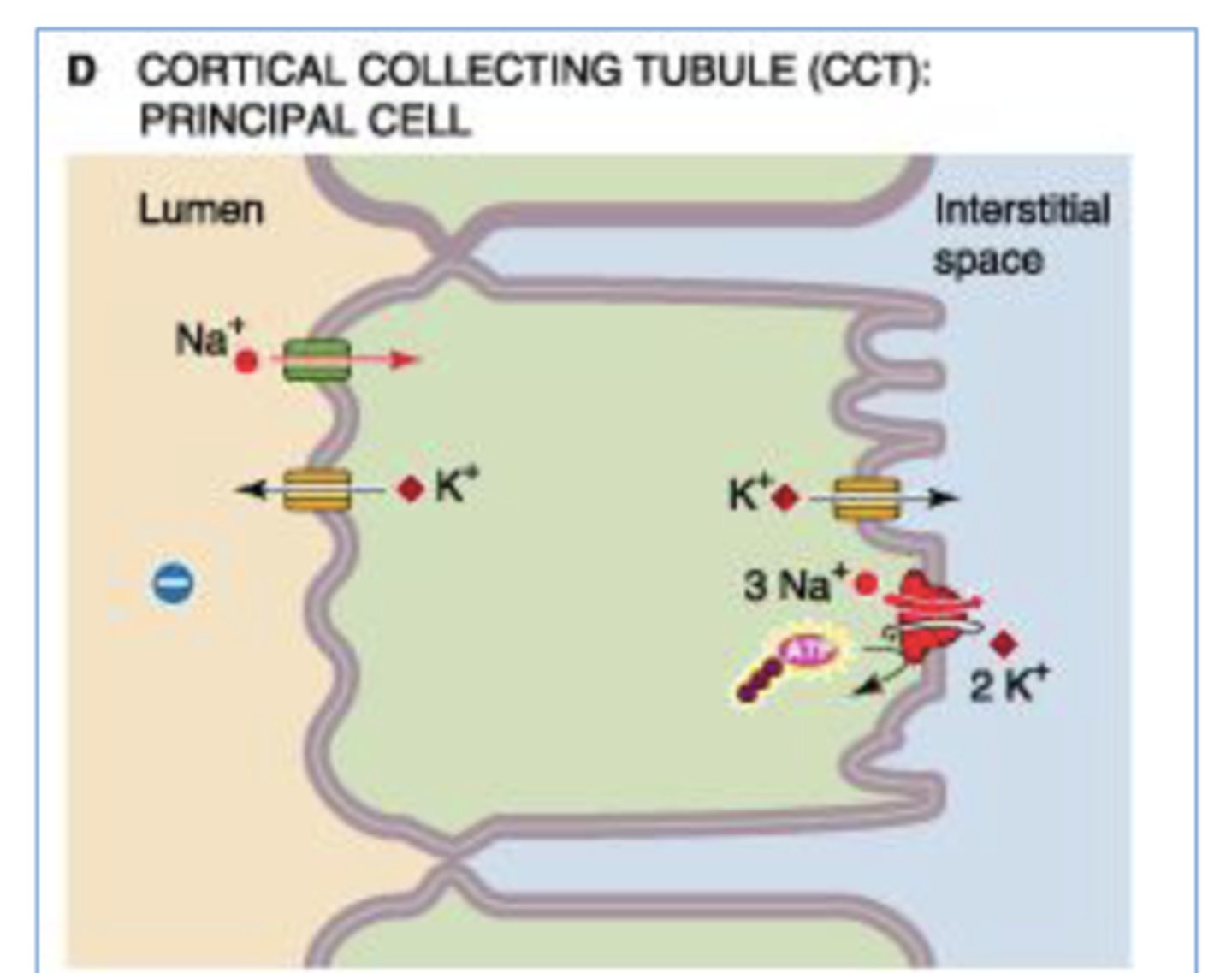 <p>epithelial Na+ channels (ENaCs) @ apical membrane of the principal cells </p><p>*changing the levels of aldosterone or vasopressin/ADH may modulate the # of Na+ channels that are open in apical membrane</p>