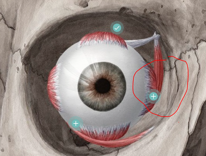 <p>eye muscle</p>