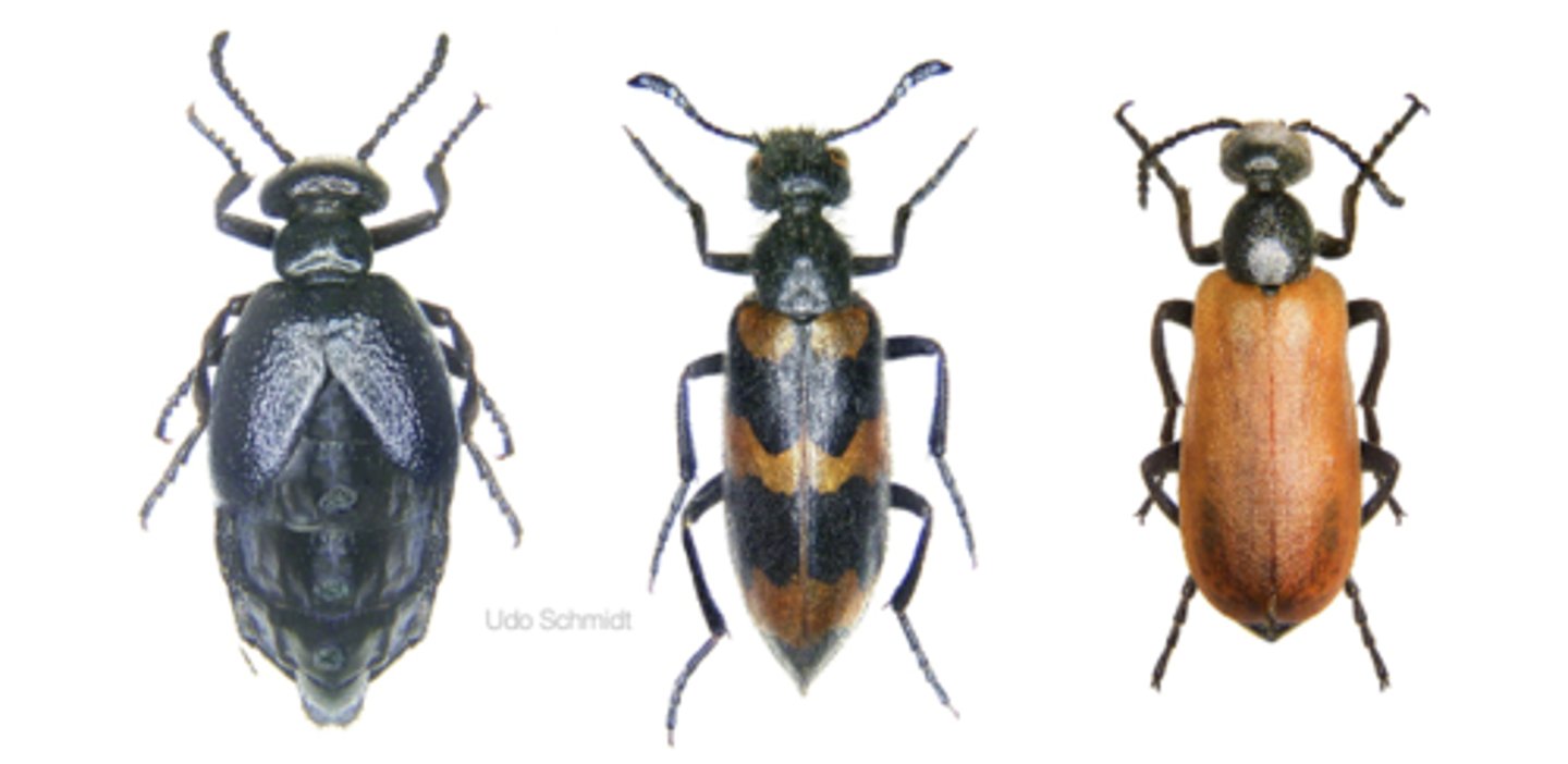 <p>usually has yellow</p>