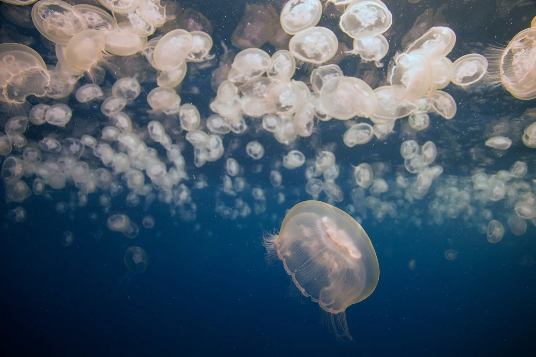 <p>Umbrella-shaped bell<br>Trailing tentacles<br>Transparent appearance</p>