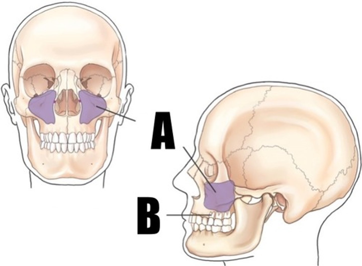 <p>what sinus is A</p>