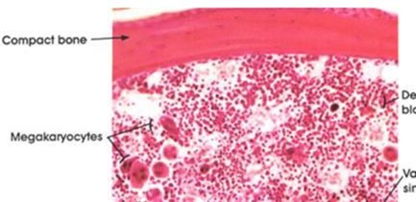 <p>a large bone marrow cell responsible for the production of blood thrombocytes (platelets)</p>