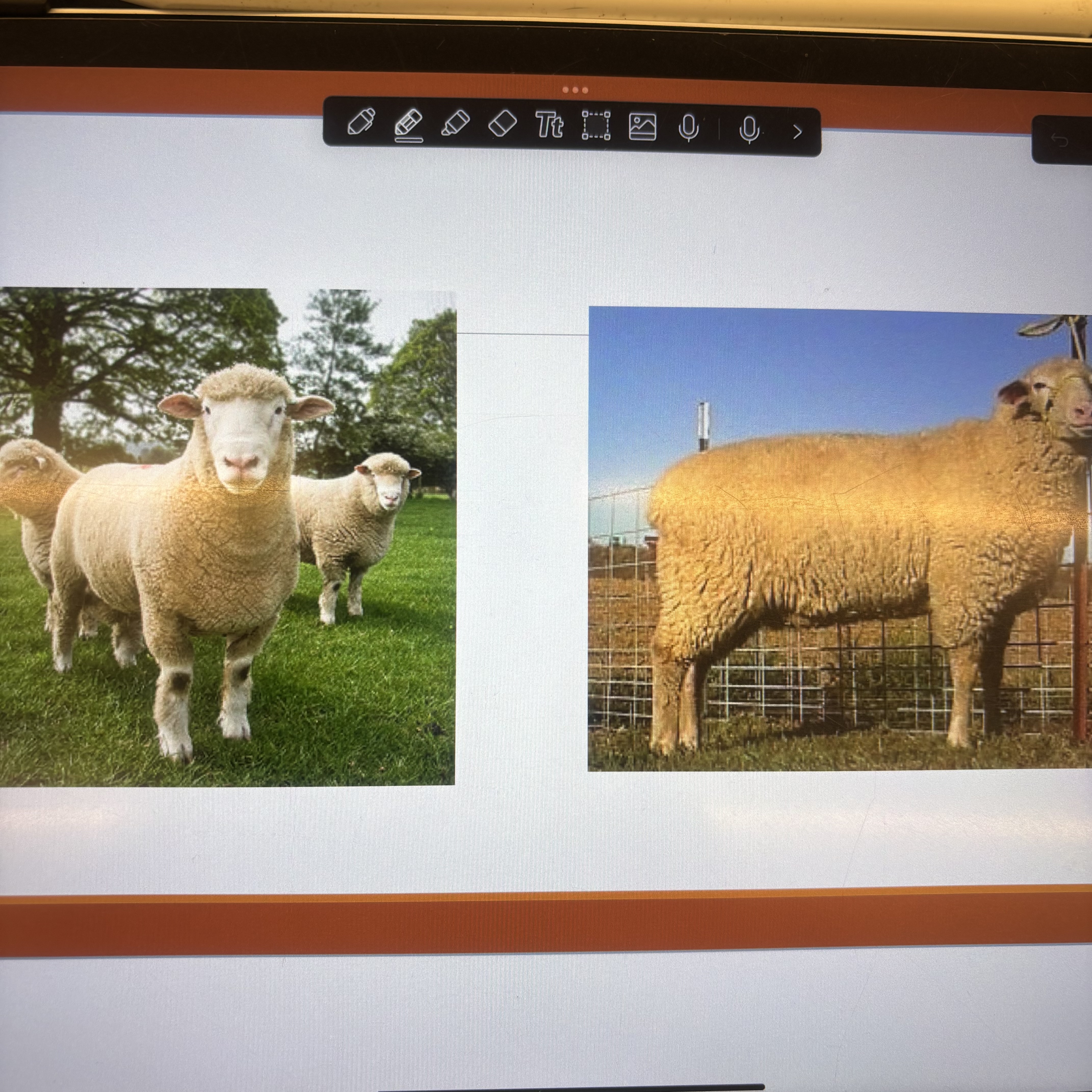 <p>What breed ?</p>