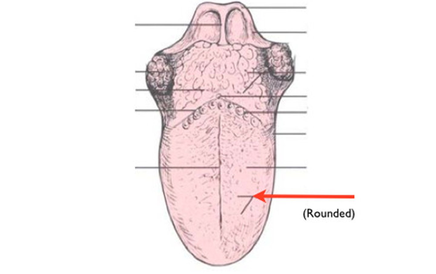 <p>Tongue papillae that are present in fewer concentrations and are mushroom shaped, that contain taste buds (red/pink in color)</p>