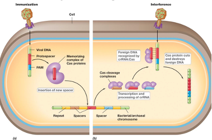 <ul><li><p>PAM: protospacer adjacent motifs (5-6 nt) determines non-self, essential for cutting</p><ul><li><p>If a Cas protein recognizes a PAM sequence, it knows it’s non-self</p></li></ul></li><li><p>Protospacer: viral DNA near the PAM sequence</p></li><li><p>The Cas protein will take the protospacer, puts it into the CRISPR array and that is when it becomes a spacer (immunization)</p><ul><li><p>If it gets infected again, it will recognize it and scan it (interference)</p></li></ul></li></ul><p></p>