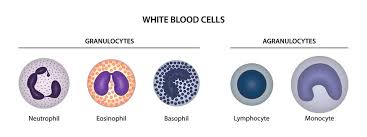 <ol><li><p><span style="background-color: transparent;"><span>2 phils and 2 agranulo cytes (review what they look like) </span></span></p></li></ol><p></p>