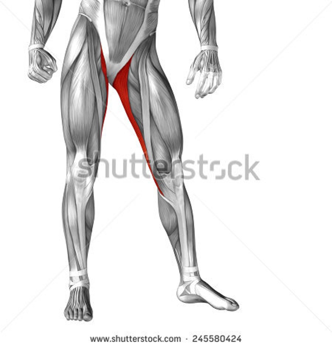 <p>Medial thigh</p>