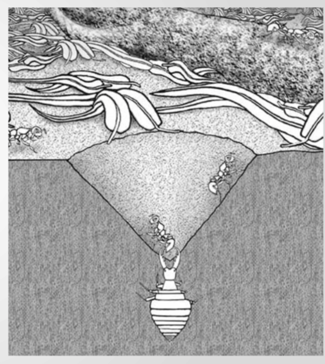 <p>Sit-and-wait predators that dig sand pits to catch prey.</p><p>They wait for insects to fall into their traps and then consume them.</p>