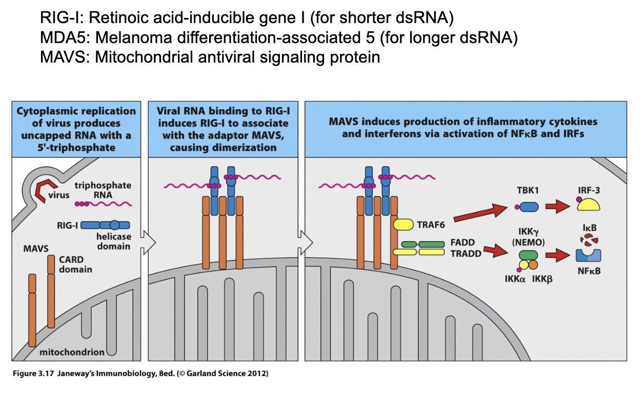 <ol><li><p><strong>RNA virus replicates in cytoplasm</strong> → makes uncapped RNA with 5’-triphosphate.</p></li><li><p><strong>RIG-I</strong> detects short dsRNA; <strong>MDA5</strong> detects long dsRNA.</p></li></ol><ul><li><p>Mammalian dsRNA doesn’t exist</p></li></ul><ol start="3"><li><p>Viral RNA binding → RIG-I/MDA5 interact with <strong>MAVS</strong> on mitochondria.</p></li><li><p>MAVS dimerizes → signaling cascade.</p></li><li><p>Activates <strong>NFkB</strong> &amp; <strong>IRFs</strong>.</p></li><li><p>Produces <strong>inflammatory cytokines + type I interferons (IFN-α/β)</strong>.</p></li></ol><p></p>