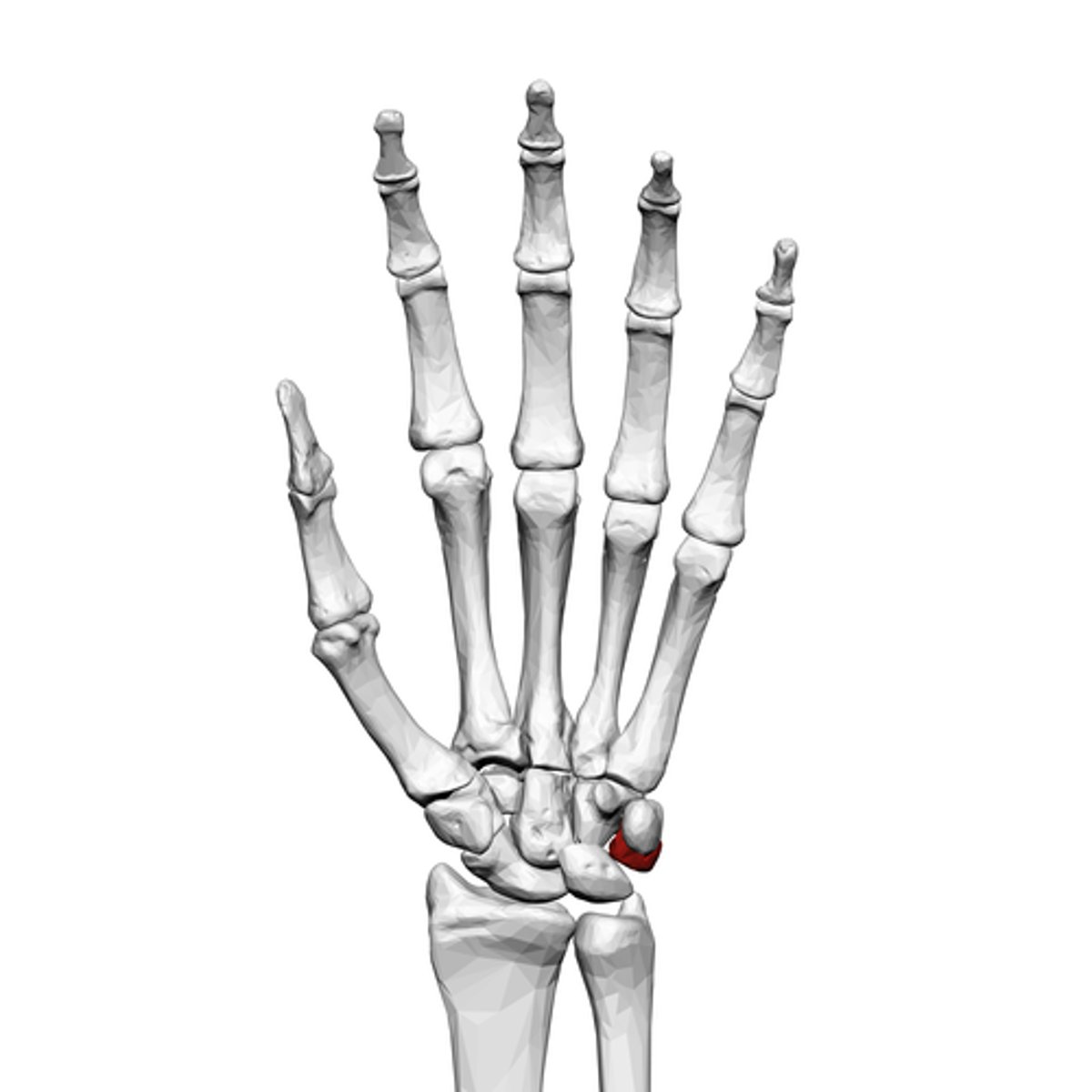 <p>What is the term of the bones highlighted in red?</p>