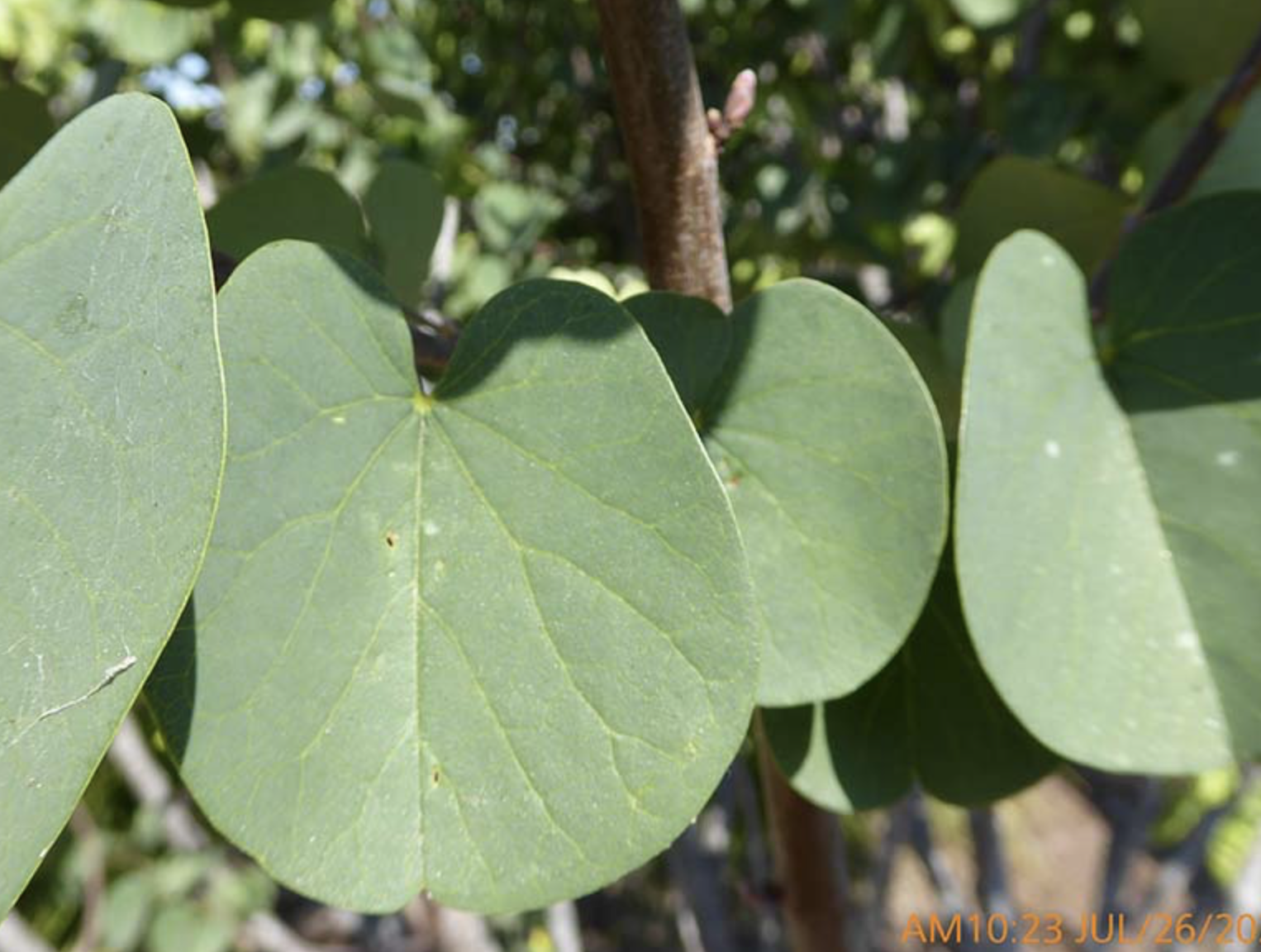 <p><em>Cercis occidentalis</em><span> </span></p>