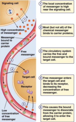 <ul><li><p>the messenger concentration moves from high to low towards the target cell, with <mark data-color="blue">most messengers bound to carrier proteins</mark></p></li><li><p>free messengers enter the target cell, decreasing the concentration of free messengers and <mark data-color="blue">prompting bound messengers to dissociate</mark>, allowing them to enter the target cell as well</p></li></ul>