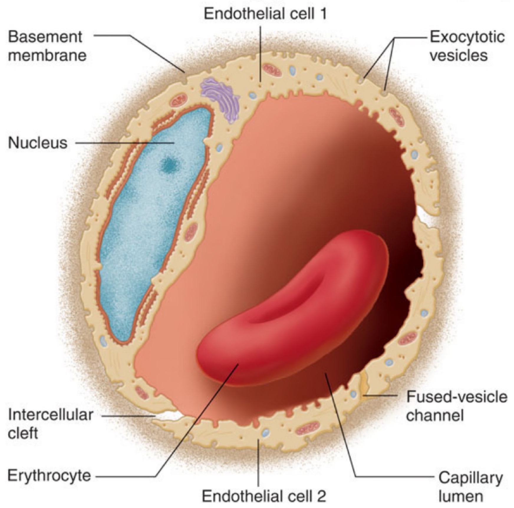 <ul><li><p>Capillary membrane is <mark data-color="yellow">semi-permeable</mark></p></li><li><p>Permits diffusion of <mark data-color="yellow">ions</mark>, water, O2, nutrients and waste</p></li><li><p>NOT PROTEINS</p></li><li><p>ONLY OCCURS IN CAPPILARIES</p></li></ul><p>(absorption)</p>