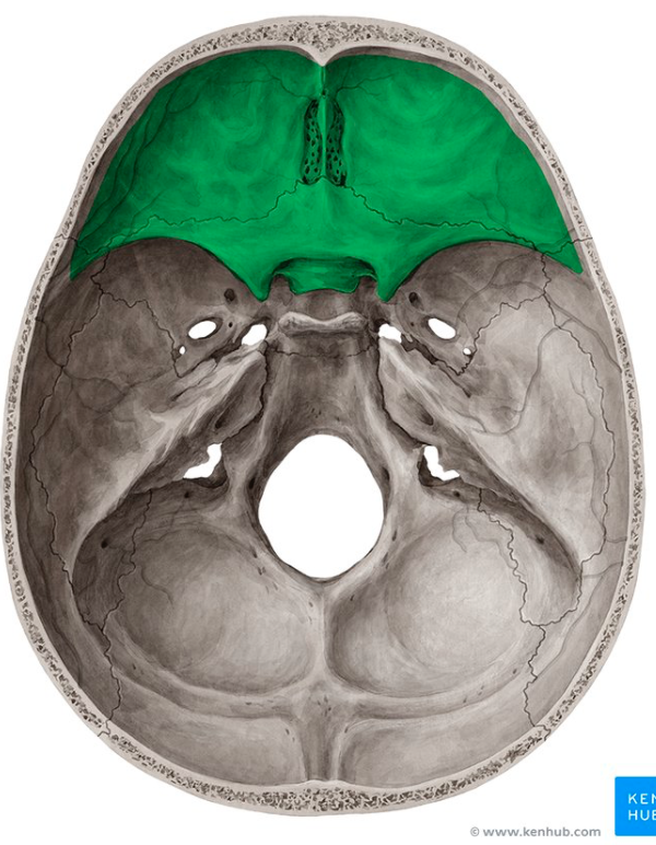 <p>what is this skull feature? </p>