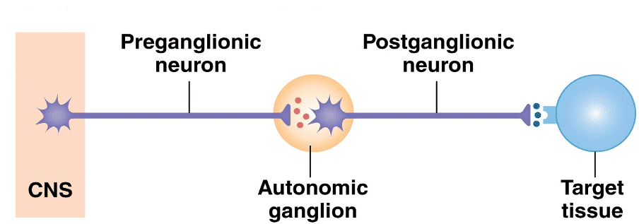 <ul><li><p>both syn and psyn use neurotransmitters in the autonomic ganglion and at the target tissue to relay info</p></li><li><p>neurotransmitter in the autonomic ganglion is the same for syn and psyn</p></li><li><p>the neurotransmitters at the tissues are diff for syn and psyn</p></li></ul><p></p>