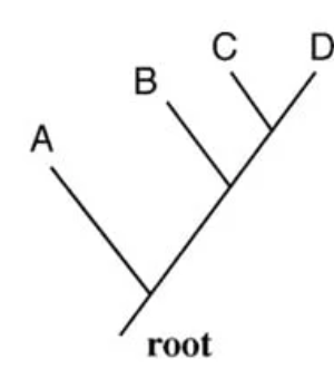 <p>a phylogenetic tree that describes the ancestry of a group of organisms, as well as the genetic relations of taxa</p><p>has a unique node: the most recent common ancestor </p>