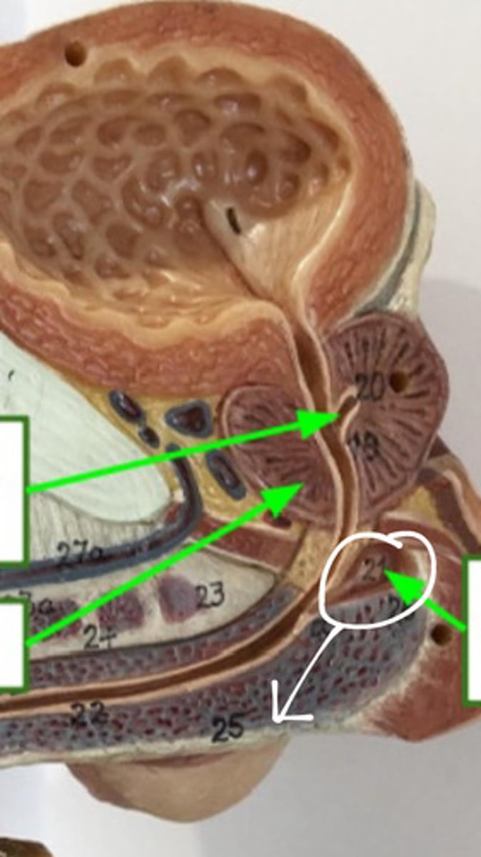 <p>ID the structure</p>