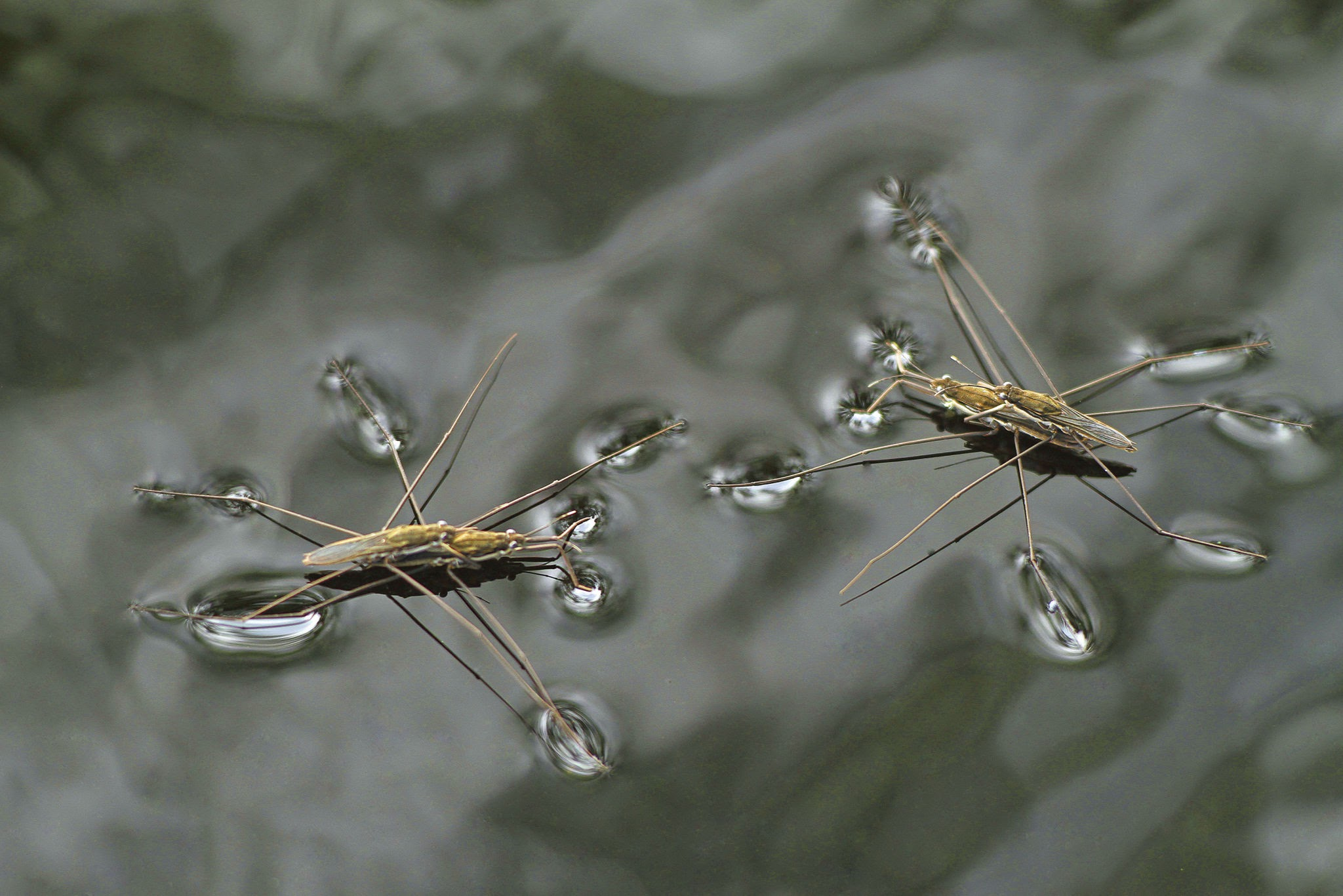 <p><span><span>Water striders and other insects seem to be able to sit on the surface of the water. What property of water creates surface tension that then allows insects to sit on the surface of water?</span></span></p>
