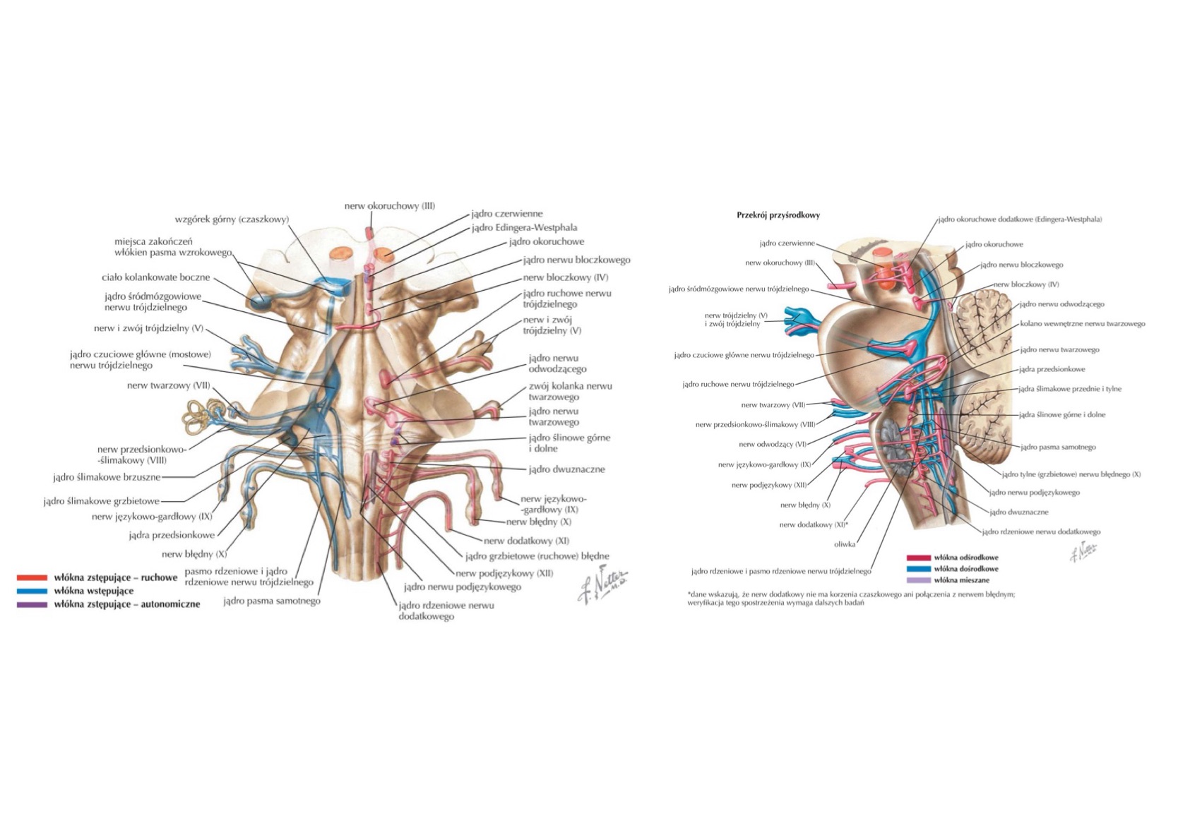 <ul><li><p>uwypuklenie wywołane przez j. ślimakowe grzbietowe (dorsal cochlear nucleus)</p></li></ul>