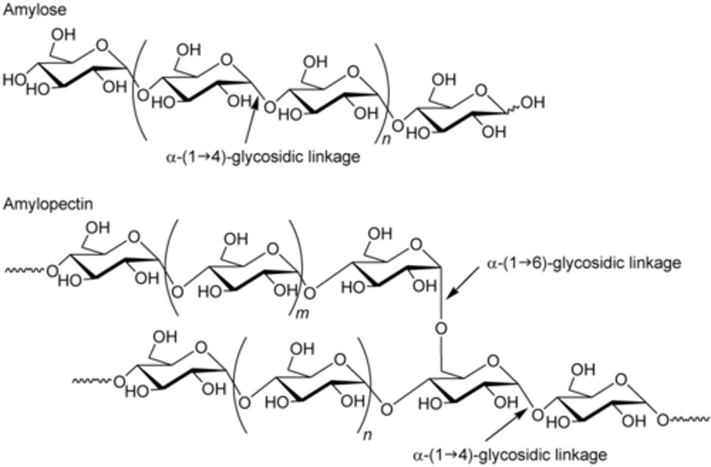 <p>Amylose is a linear polysaccharide linked by α-1,4 linkages.</p><p>Amylopectin is another polysaccharide, but along with the α-1,4 linkages, it also has branches with α-1,6 linkages.</p>