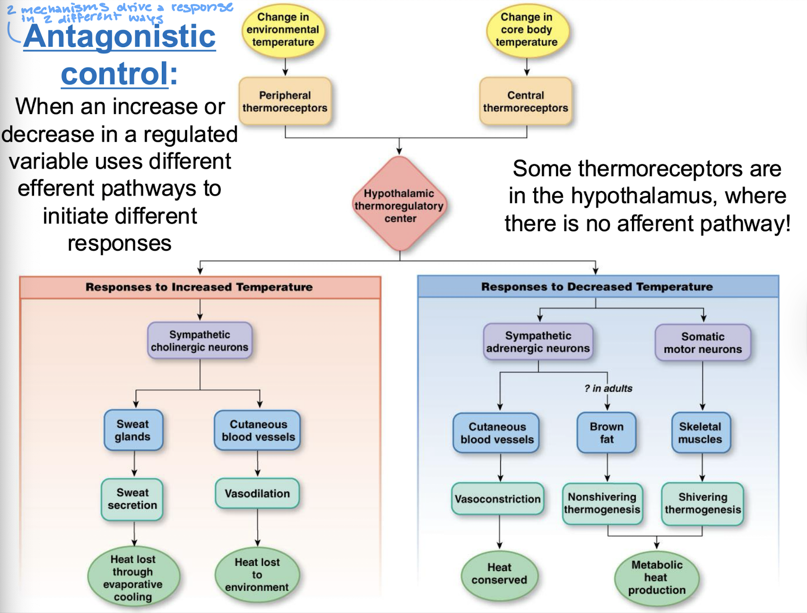 <p>when an increase or decrease in a regulated variable uses different efferent pathways to intiate different responses</p>