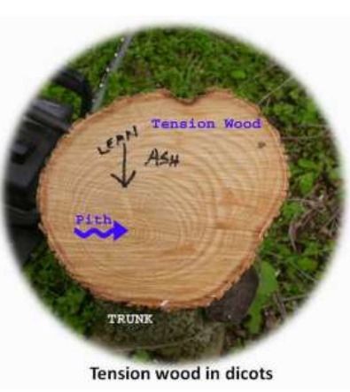 <p>Forms on the upper side of leaning trunks or branches-pulls </p>