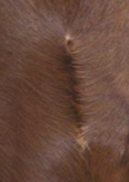 <p>hair meets from opposite sides and stands up</p>