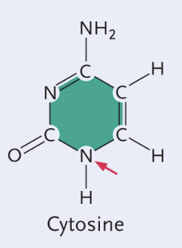 <ul><li><p>Single (pyrimidines) </p></li><li><p>NH2 group </p></li></ul><p></p>