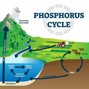 <p>The movement of phosphorus through the lithosphere, hydrosphere, and biosphere.</p>