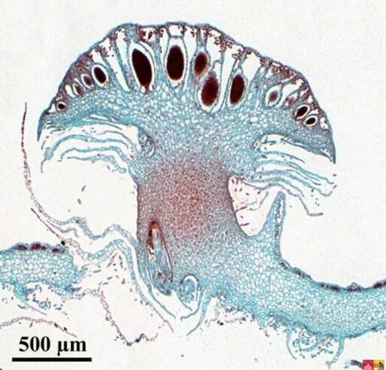 <p>Non-Vascular Seedless</p><p>Liverworts</p><p>ex. Marchantia - reproduces asexually by gemma cups, and sexually by alternation of genrations ( needs water to move sperm)</p>
