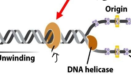 works ahead of replication fork to reduce strain due to helix unwinding 