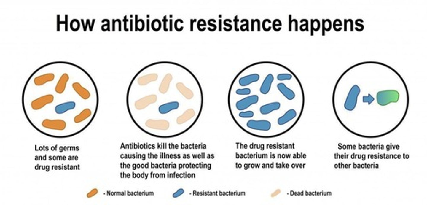 <p>The ability of bacteria to survive and reproduce despite the presence of antibiotics.</p>