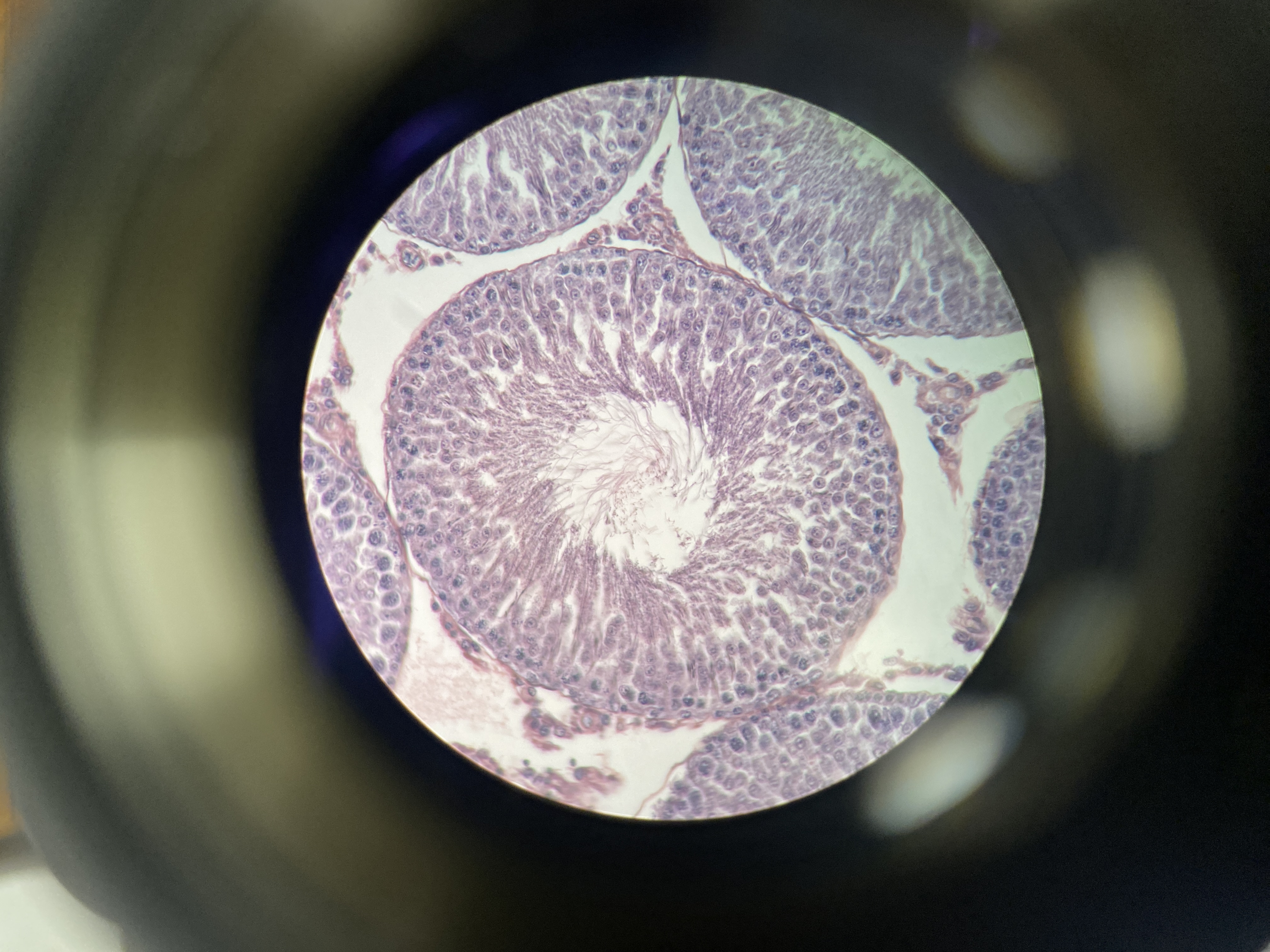 What cell is this?